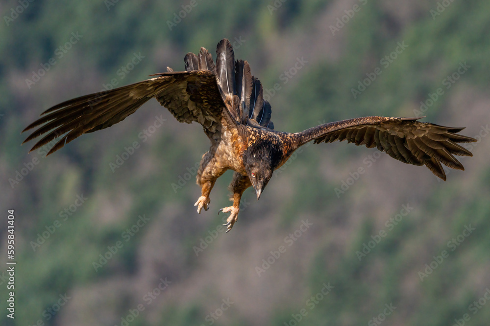 Fototapeta premium Young Bearded Vulture landing with its claws in attack position