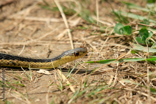 A photo of a young eastern garter snake in early spring in Canada