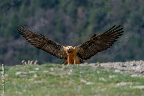 Adult Bearded Vulture perched on the horizon with wings spread wide open © Gustavo Palacios