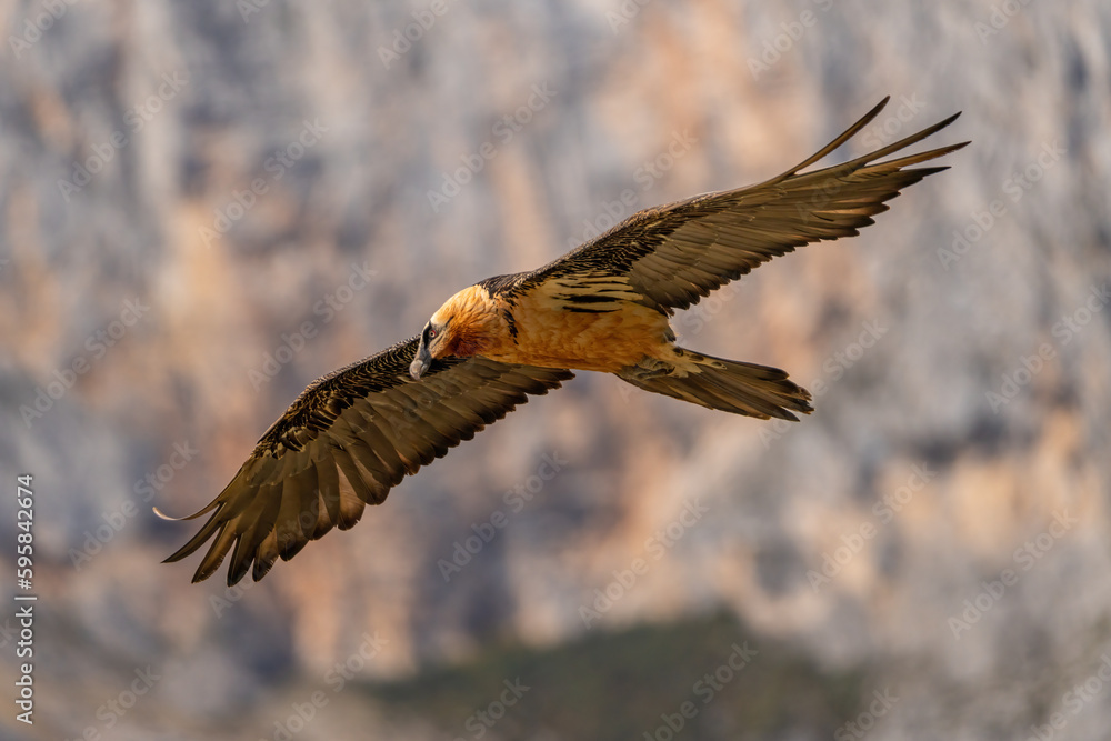 Obraz premium Adult Bearded Vulture flying with forest in the background