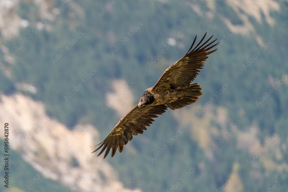 Fototapeta premium Young Bearded Vulture flying with forest in the background