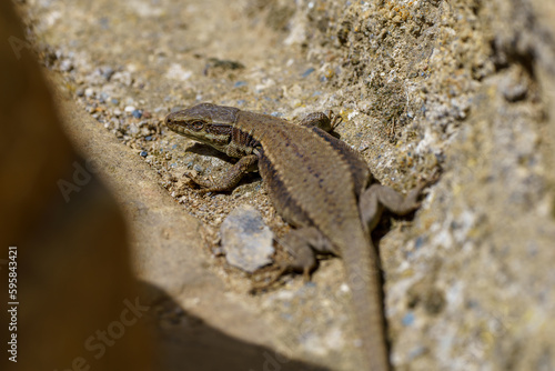 Macro close-up lizard on the ground