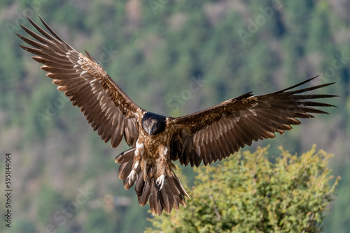 Young Bearded Vulture flying with out-of-focus background