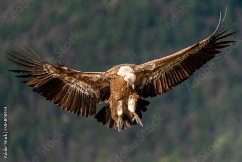 griffon vulture landing with forest in the background