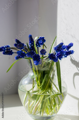 Blue Flowers under the Sun's Rays Spring Aesthetics. A bouquet of blue muscara flowers in a vase. photo