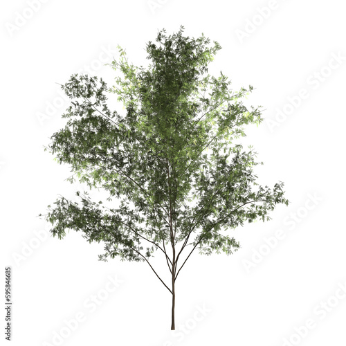 Cut out wild tree. Tree in transparent background png