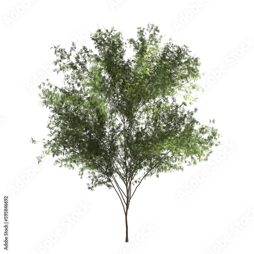 Cut out wild tree. Tree in transparent background png
