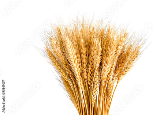 Barley wheat in the glasses vase for home decoration