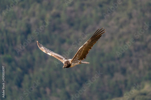 young bearded vulture flying with forest background out of focus