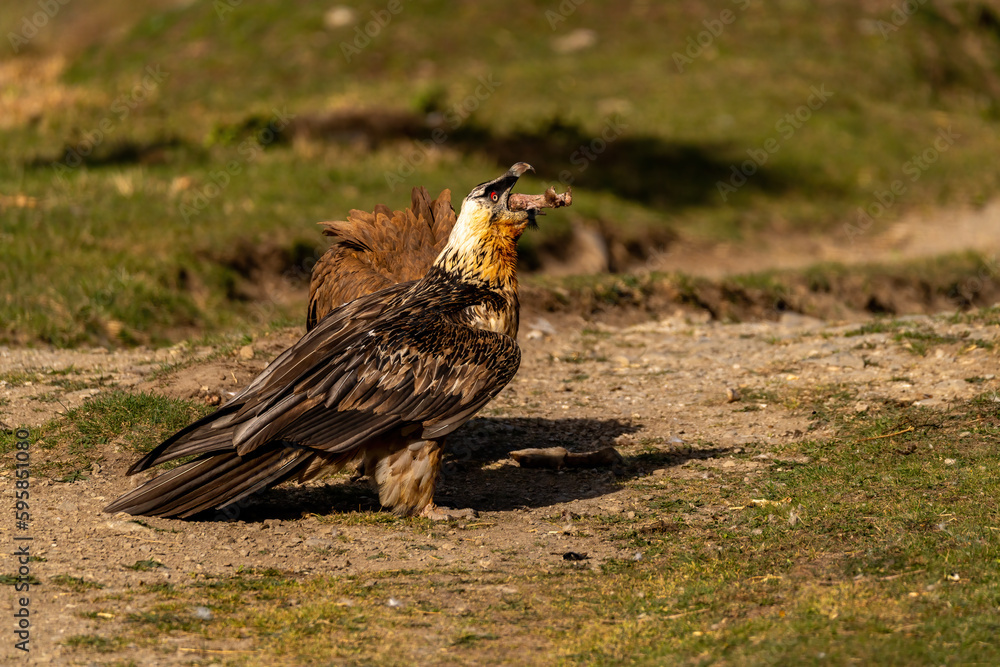 adult bearded vulture eating sheep's foot adult bearded vulture eating sheep's foot