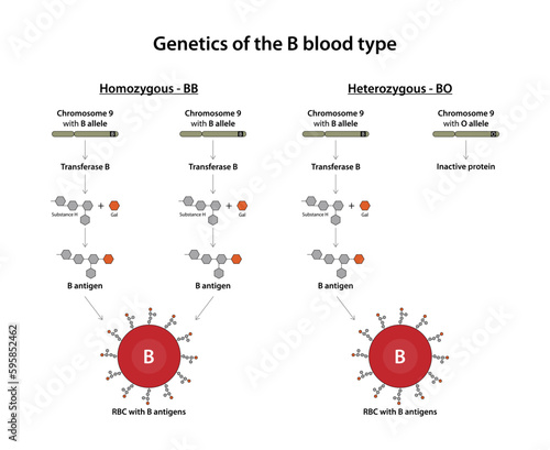 Genetics of the B blood type