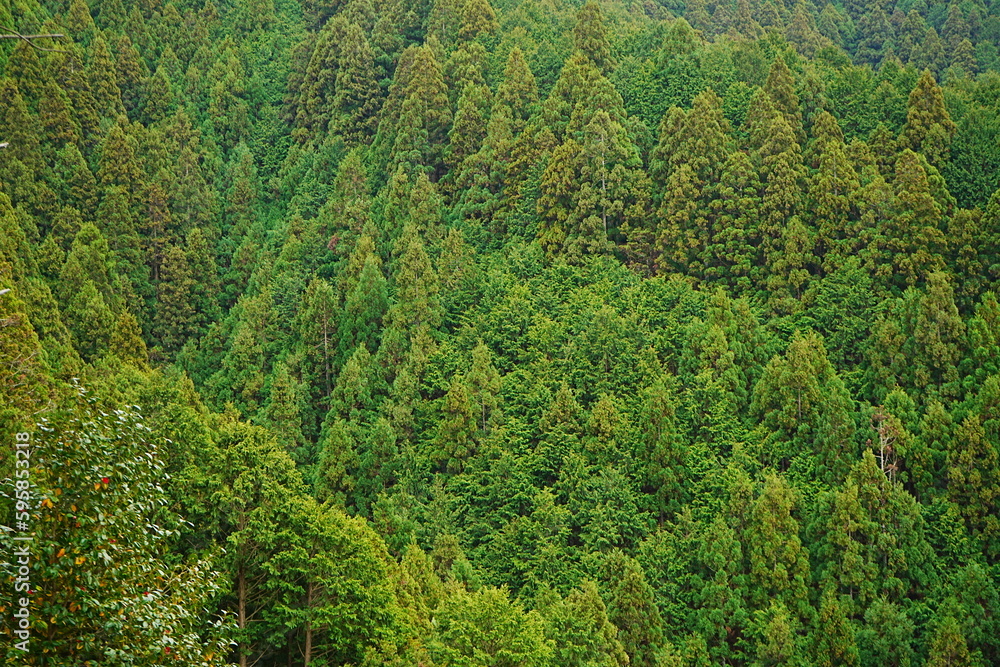 Spring Fresh Lush Green Cedar called Yoshino-sugi on Mt. Yoshino-yama, in Nara, Japan - 吉野杉 吉野山 日本 奈良