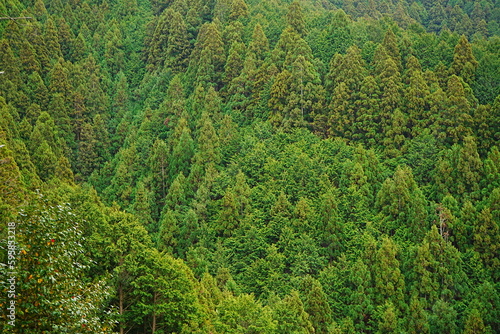 Spring Fresh Lush Green Cedar called Yoshino-sugi on Mt. Yoshino-yama, in Nara, Japan - 吉野杉 吉野山 日本 奈良