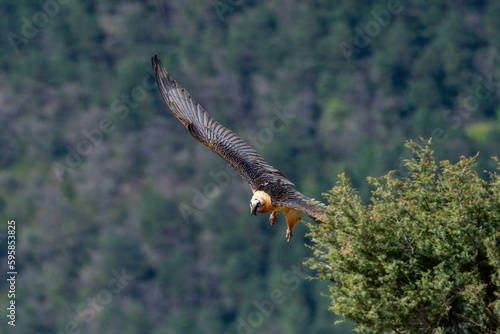 Adult Bearded Vulture flying out from behind a tree photo