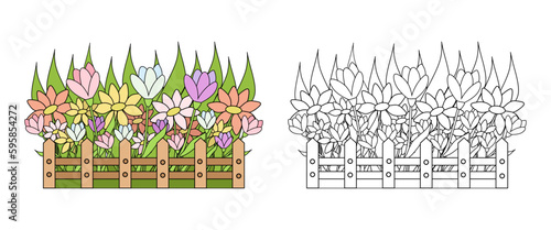Vector illustration of spring flowers in the front garden. An outline black and white drawing and a color version for an example