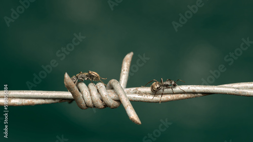 Ant walking on barbed wire on green background