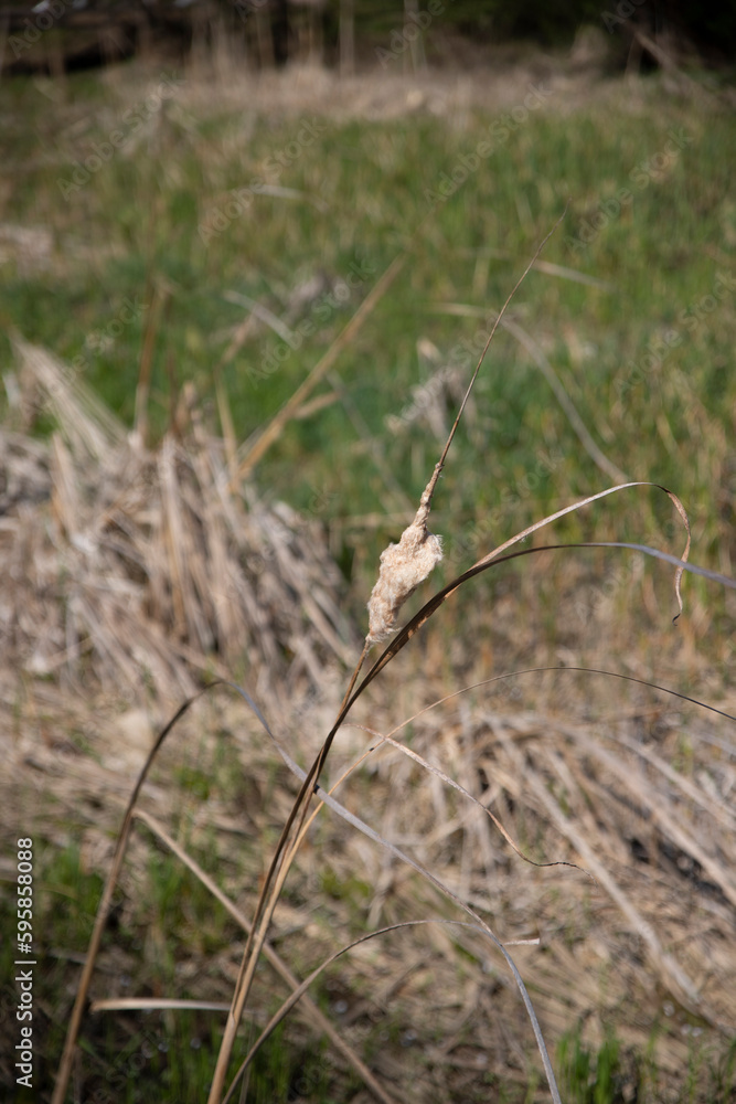 grass in the wind grass in the wind