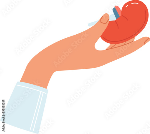 Hand Holding Kidney Organ