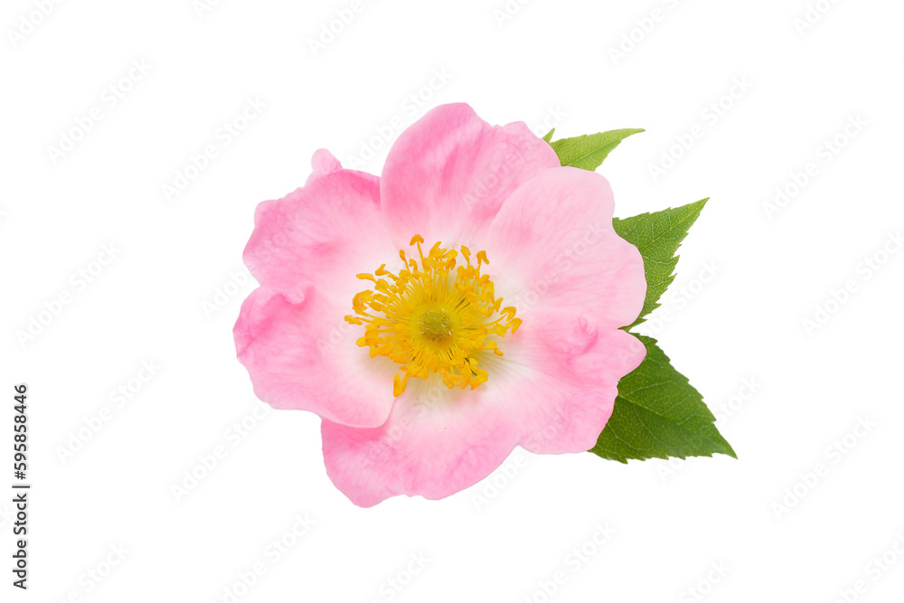 Rosehip flower with leaf on white background. Herbal medicine concept Rosehip flower with leaf on white background. Herbal medicine concept