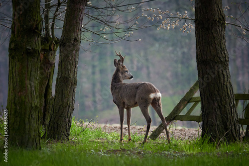 Fototapeta Naklejka Na Ścianę i Meble -  sarna, kozioł między drzewami