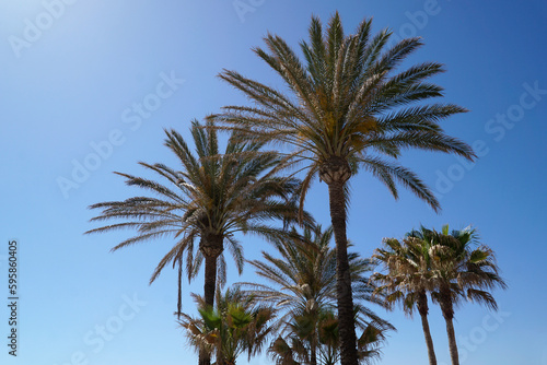 Palm trees and sky in background