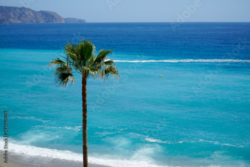 Palm tree and ocean shore with sand on a beach