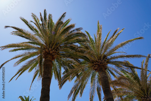 Palm trees and sun on cloudless sky