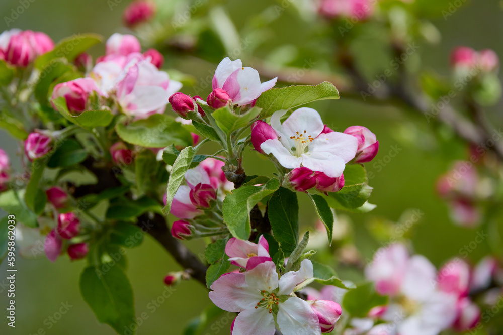 Fresh beautiful flowers of the apple tree blooming in the spring Fresh beautiful flowers of the apple tree blooming in the spring