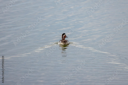 beautiful specimen of wild duck swimming on a lake