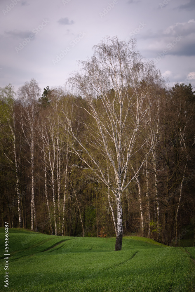 Obraz premium lipa na tle lasu wiosną