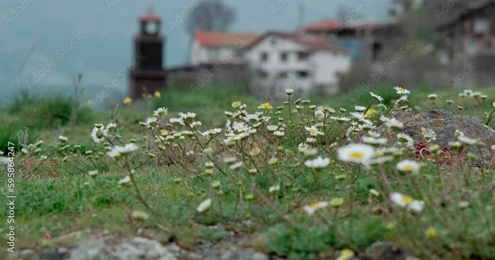 Countryside Serenity: Daisies, Old Houses, and a Clock Tower