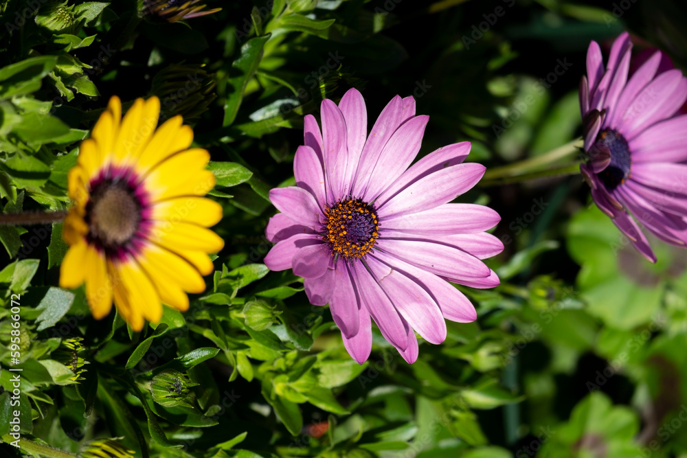 Obraz premium Fresh lilac purple and yellow bright chrysanthemums. Japanese, korean style. Background for a beautiful greeting card. Autumn flowers in the garden. Flowering yellow chrysanthemums