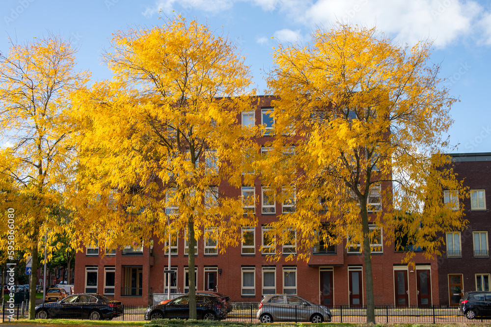 Naklejka premium Yellow tall trees near a red brick building in autumn. Parked cars near the fence