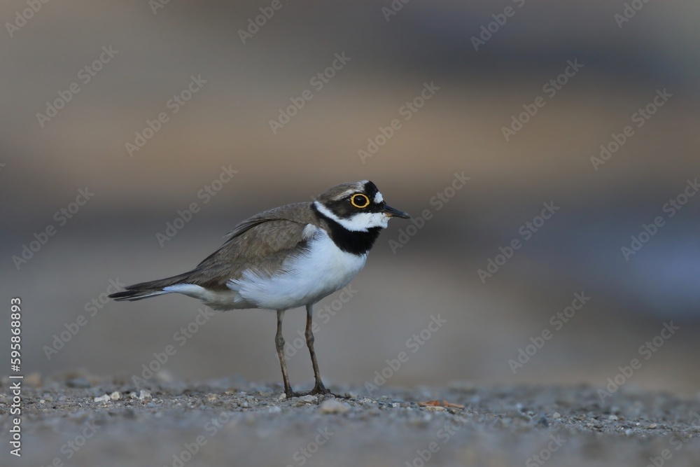 Little-ringed Plover, Charadrius dubius, in the nature habitat. wilife scene fron nature habitat. Little-ringed Plover, Charadrius dubius, in the nature habitat. wilife scene fron nature habitat.
