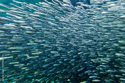 A school of anchovies swimming in the deep blue sea.. Anchovies are commonly used as 