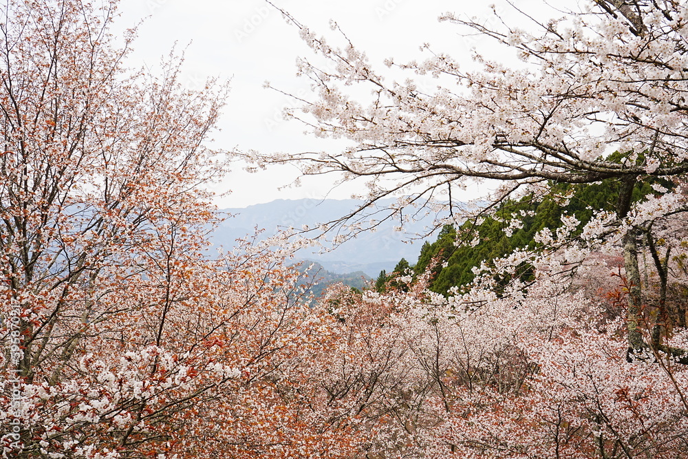 Yoshino-yama or Mount Yoshino in Nara, Japan. Pink Sakura or Cherry Blossoms Flower blooming in Spring Season. Japan's most Famous Viewing Spot - 日本 奈良 吉野山 桜
Yoshino-yama or Mount Yoshino in Nara, Japan. Pink Sakura or Cherry Blossoms Flower blooming in Spring Season. Japan's most Famous Viewing Spot - 日本 奈良 吉野山 桜
