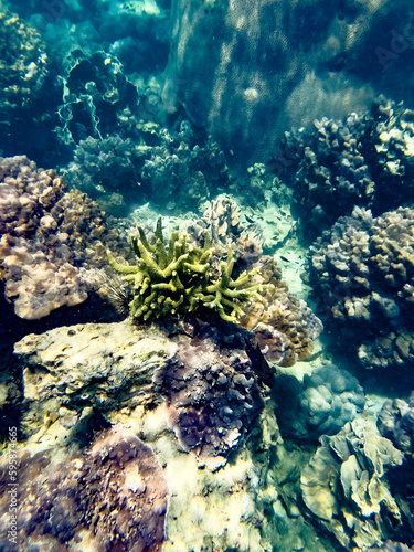 coral reef in the sea