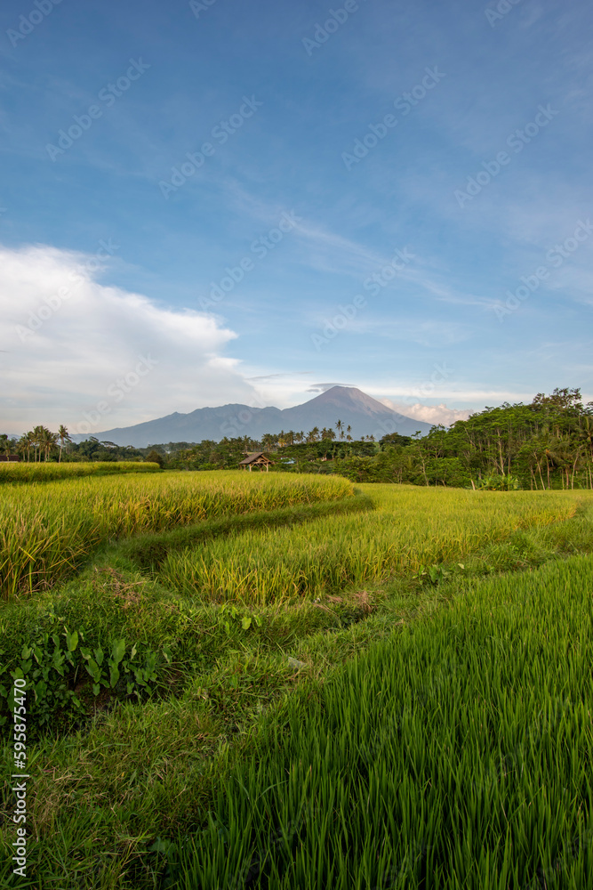 View of rice fields with mountains and blue sky in the background