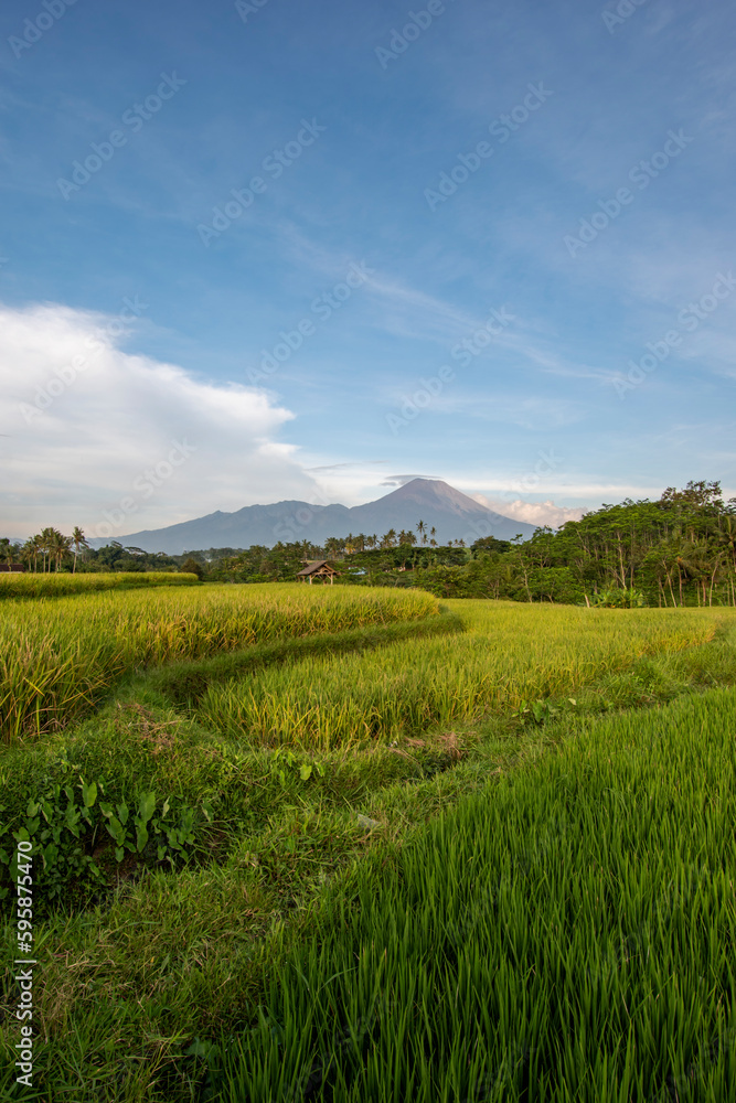 View of rice fields with mountains and blue sky in the background View of rice fields with mountains and blue sky in the background