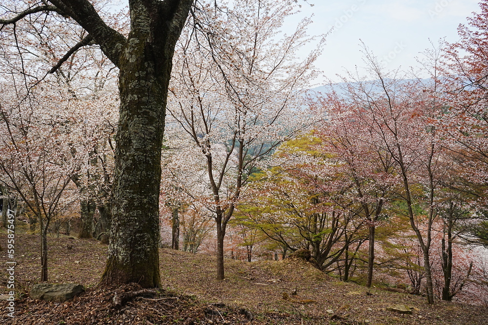 Yoshino-yama or Mount Yoshino in Nara, Japan. Pink Sakura or Cherry Blossoms Flower blooming in Spring Season. Japan's most Famous Viewing Spot - 日本 奈良 吉野山 桜
Yoshino-yama or Mount Yoshino in Nara, Japan. Pink Sakura or Cherry Blossoms Flower blooming in Spring Season. Japan's most Famous Viewing Spot - 日本 奈良 吉野山 桜