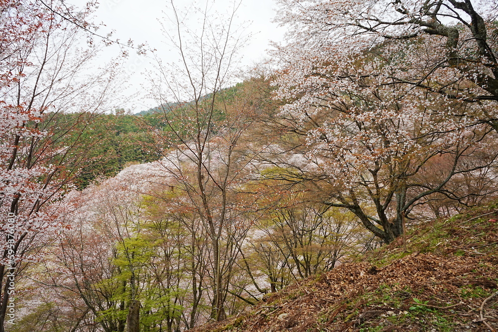 Yoshino-yama or Mount Yoshino in Nara, Japan. Pink Sakura or Cherry Blossoms Flower blooming in Spring Season. Japan's most Famous Viewing Spot - 日本 奈良 吉野山 桜
Yoshino-yama or Mount Yoshino in Nara, Japan. Pink Sakura or Cherry Blossoms Flower blooming in Spring Season. Japan's most Famous Viewing Spot - 日本 奈良 吉野山 桜