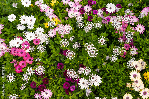 Banner of colorful flowers, top view