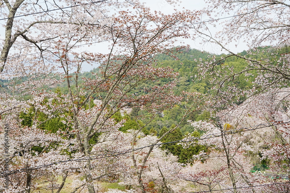 Yoshino-yama or Mount Yoshino in Nara, Japan. Pink Sakura or Cherry Blossoms Flower blooming in Spring Season. Japan's most Famous Viewing Spot - 日本 奈良 吉野山 桜
Yoshino-yama or Mount Yoshino in Nara, Japan. Pink Sakura or Cherry Blossoms Flower blooming in Spring Season. Japan's most Famous Viewing Spot - 日本 奈良 吉野山 桜