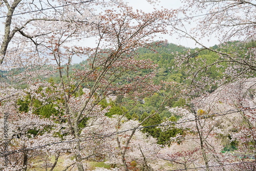 Wallpaper Mural Yoshino-yama or Mount Yoshino in Nara, Japan. Pink Sakura or Cherry Blossoms Flower blooming in Spring Season. Japan's most Famous Viewing Spot - 日本 奈良 吉野山 桜

 Torontodigital.ca