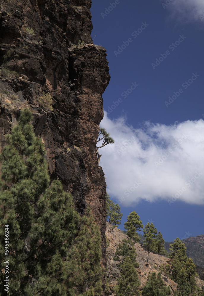 Gran Canaria, landscape of the southern part of the island along Barranco de Arguineguín, one of the very few exemplars of Gran Canaria dragon tree growing on vertical wall