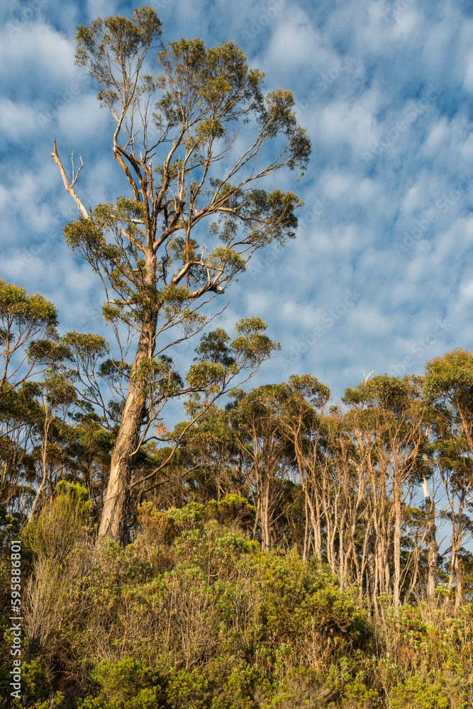 tall wild gum trees