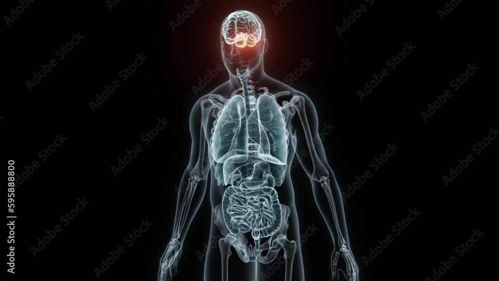 3D rendering Medical Animation of a Human Cerebellum.X-ray of a Cerebellum 3D rendering Medical Animation of a Human Cerebellum.X-ray of a Cerebellum