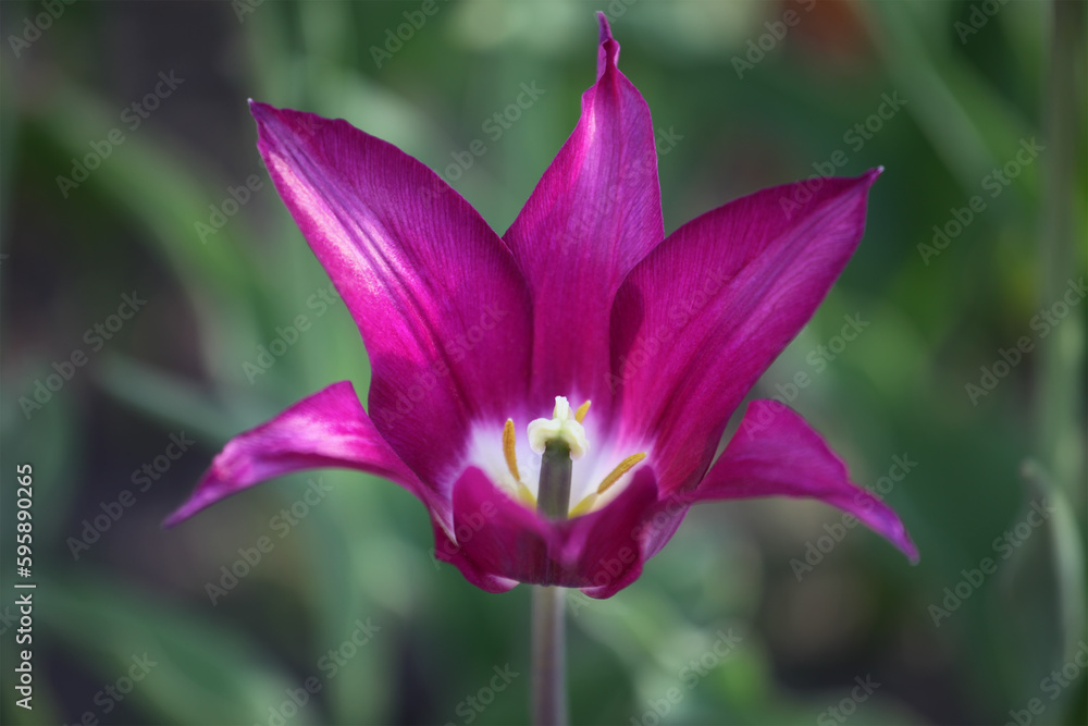 Tulip bud. Close-up view. Tulip bud. Close-up view.