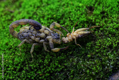 A mother Chinese swimming scorpion is eating a cricket while holding her babies to protect them from predators. This Scorpion has the scientific name Lychas mucronatus.
