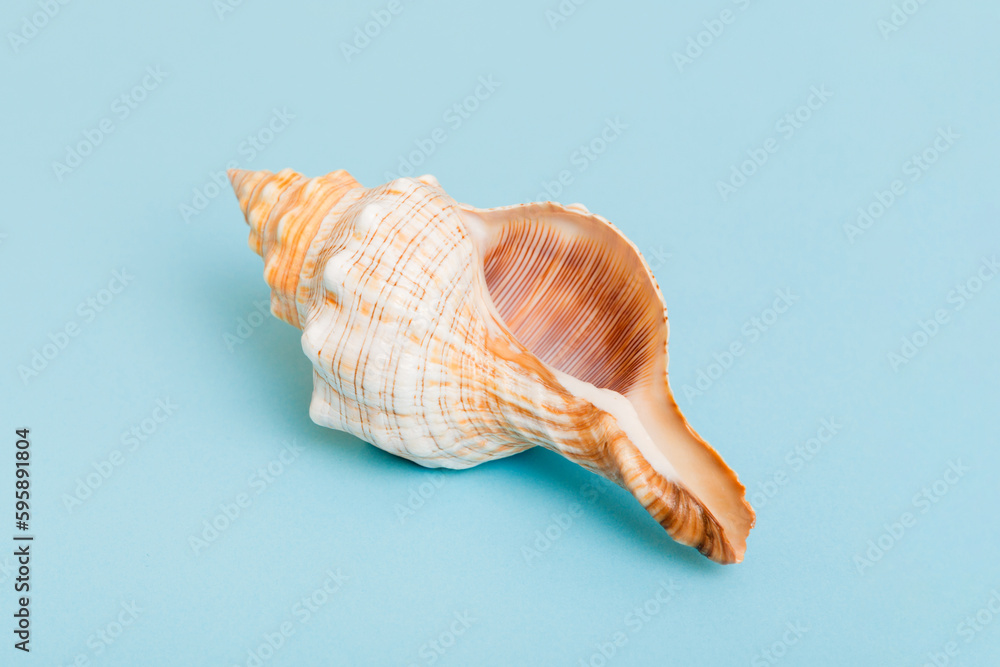 Beach seashells on colored background. Mock up with copy space Beach seashells on colored background. Mock up with copy space